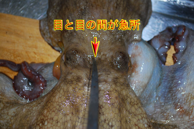 活き蛸の〆方 魚料理レシピデータベース