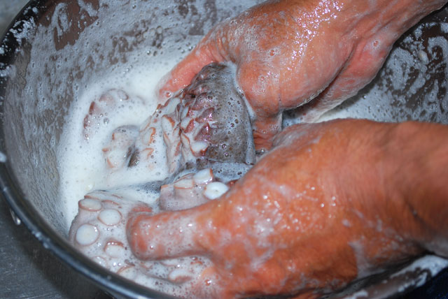 蛸の下処理と茹で方 魚料理レシピデータベース