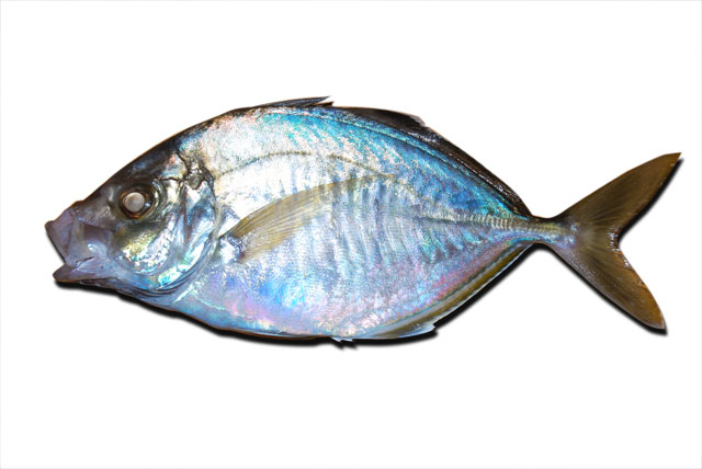 カイワリの刺身 魚料理レシピデータベース