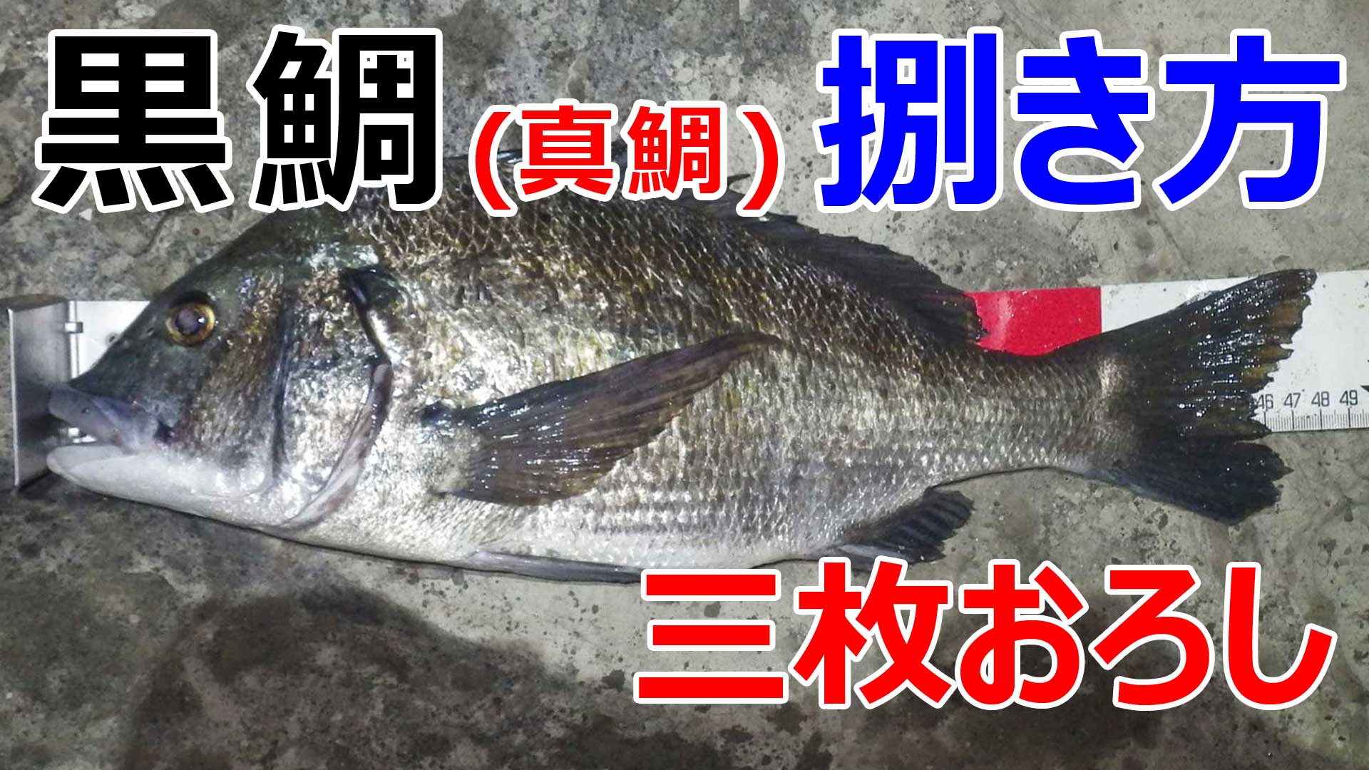 真鯛 黒鯛の三枚おろしの動画 魚料理レシピデータベース